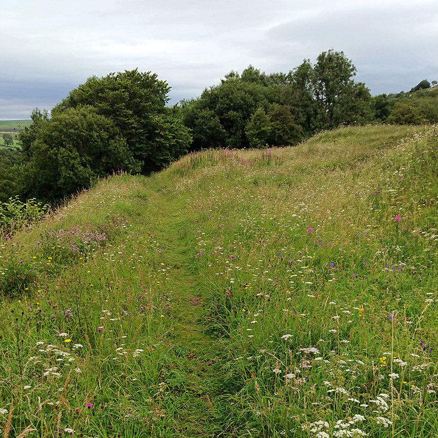 Meadow-landscape-architecture-felstone