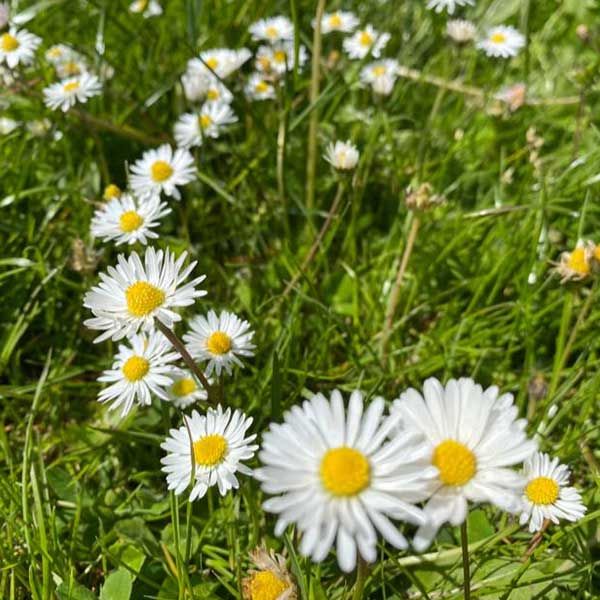 Daisies in field Daisies in field