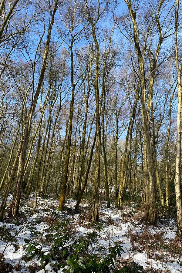 Snowy woodland Snowy woodland